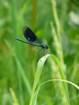demoiselle calopteryx 
